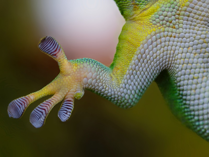 Frog hand